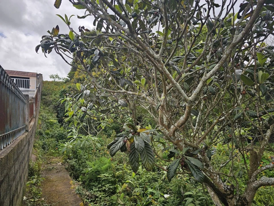 Moradia T2 para Venda em Capelas Foto 26