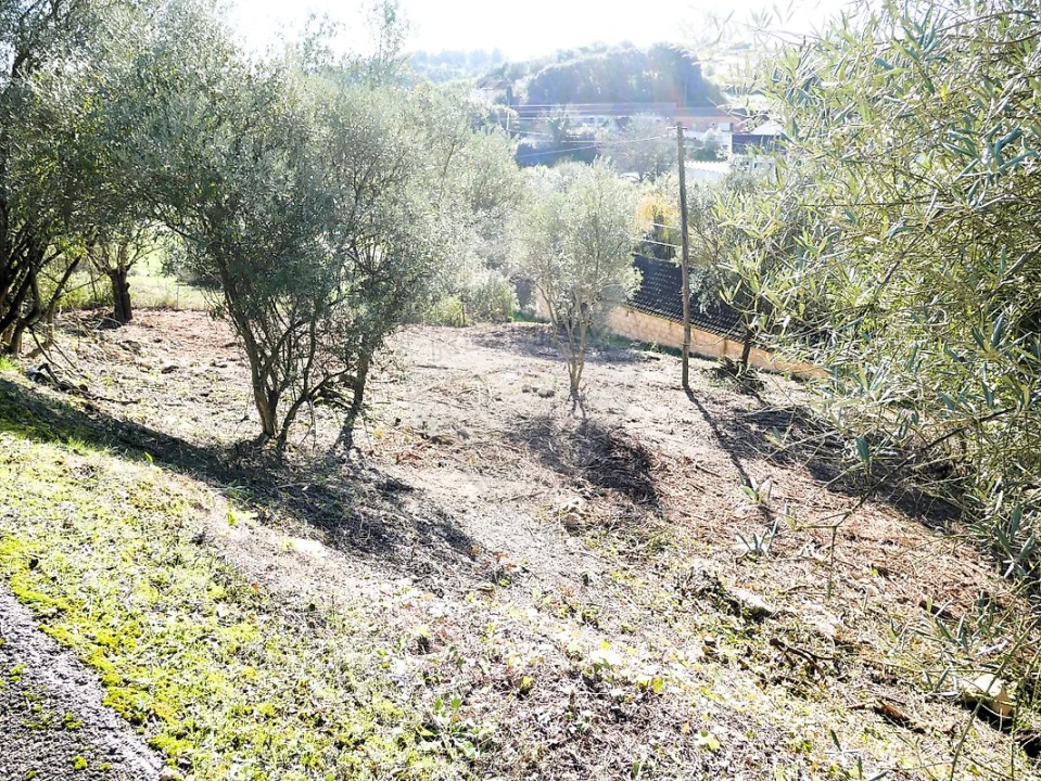 Terreno para Venda em Almoster Foto 11