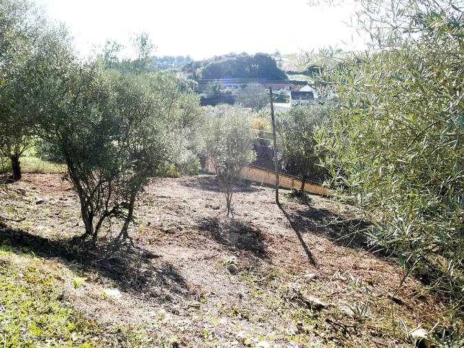 Terreno para Venda em Almoster Foto 13