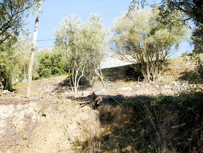 Terreno para Venda em Almoster Foto 9