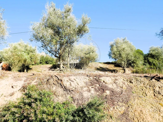 Terreno para Venda em Almoster Foto 3