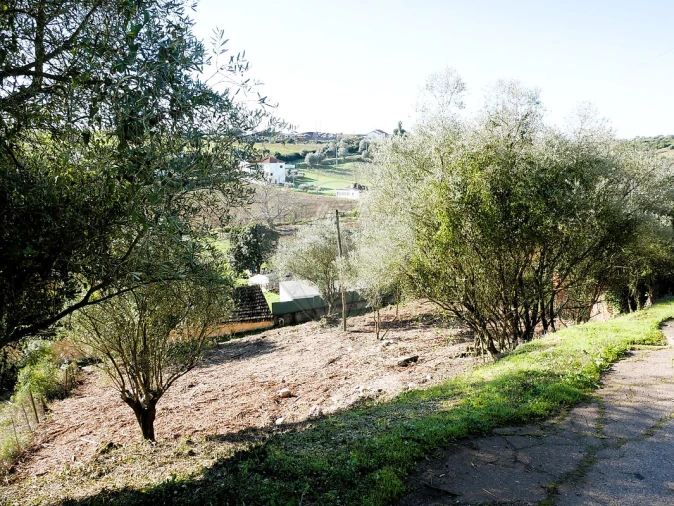 Terreno para Venda em Almoster Foto 5