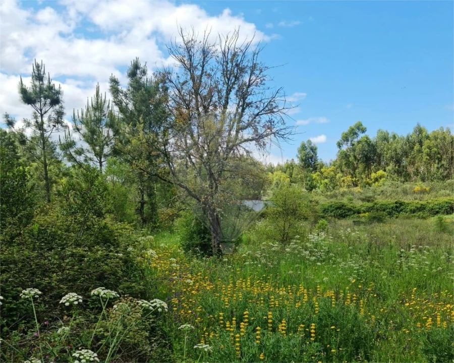 Terreno para Venda em Sardoal Foto 2