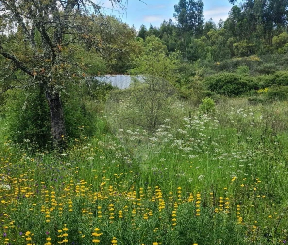 Terreno para Venda em Sardoal Foto 3