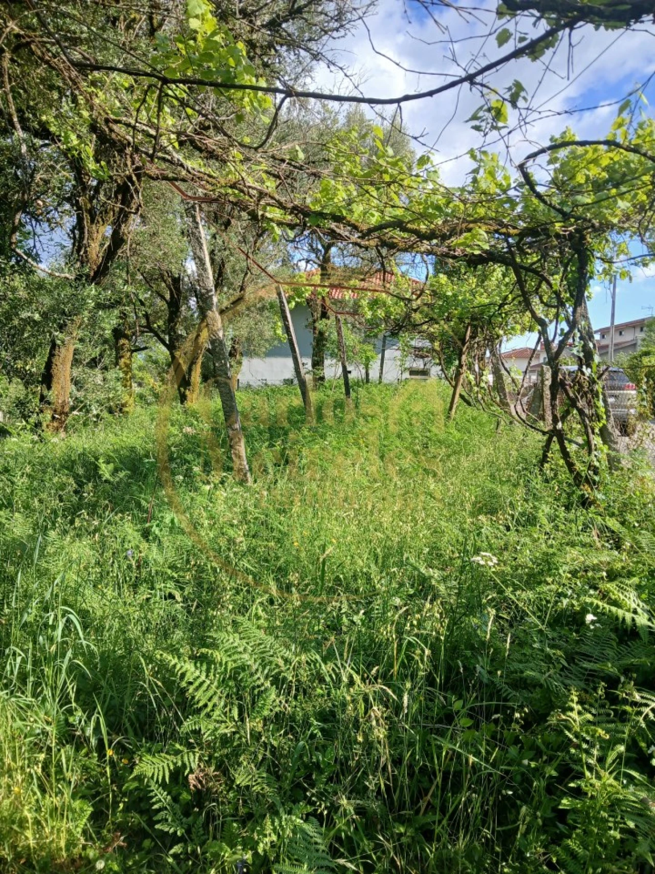 Terreno Agricola ou Rústico para Venda em Carreiras (São Miguel) e Carreiras (Santiago) Foto 1