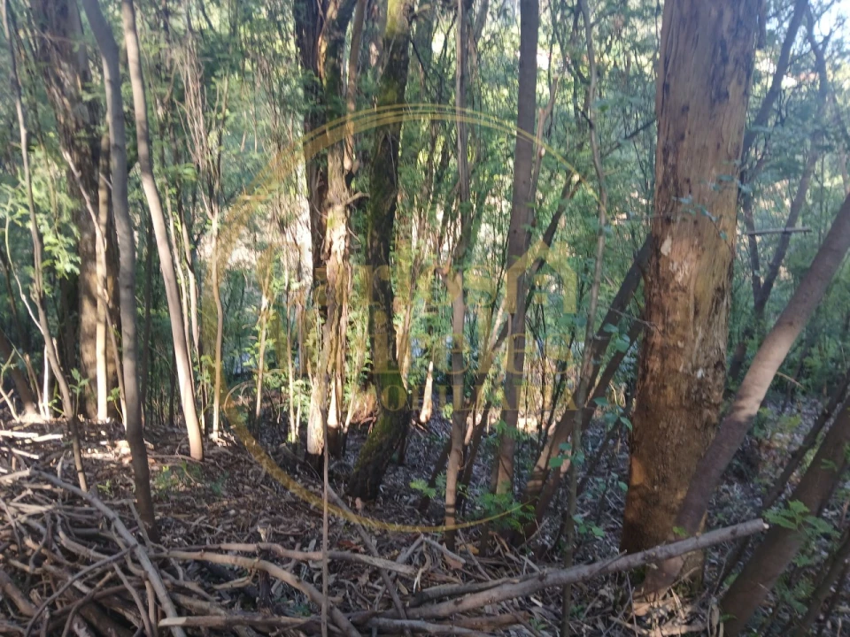 Terreno Agricola ou Rústico para Venda em Carreiras (São Miguel) e Carreiras (Santiago) Foto 4