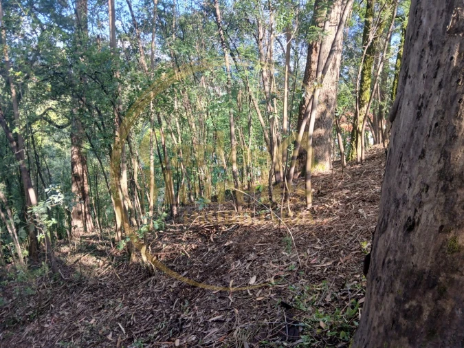 Terreno Agricola ou Rústico para Venda em Carreiras (São Miguel) e Carreiras (Santiago) Foto 2