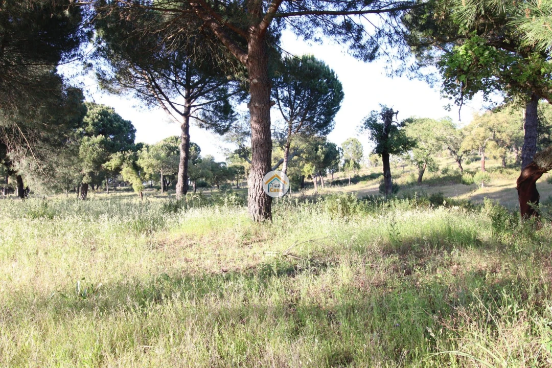 Terreno para Venda em Cortiçadas de Lavre e Lavre Foto 7