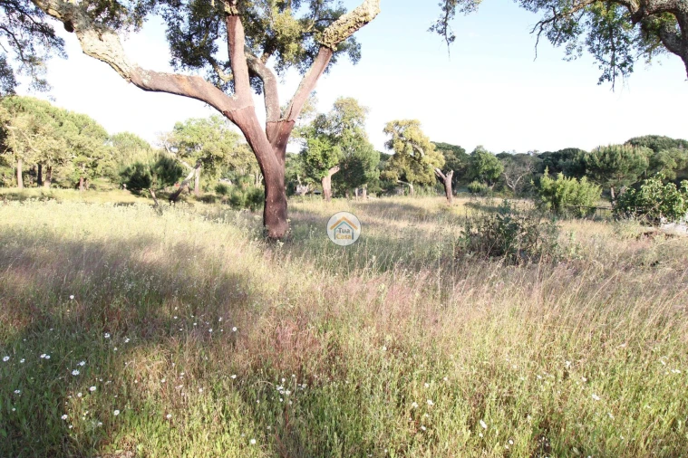 Terreno para Venda em Cortiçadas de Lavre e Lavre Foto 4