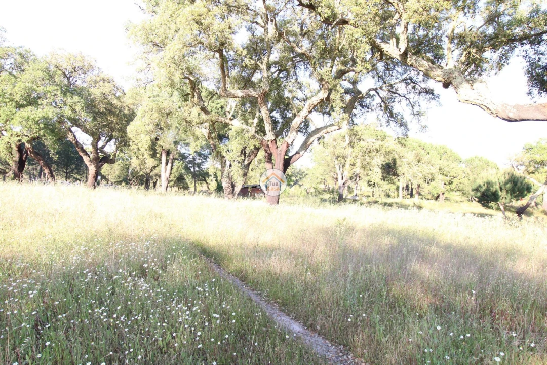 Terreno para Venda em Cortiçadas de Lavre e Lavre Foto 5