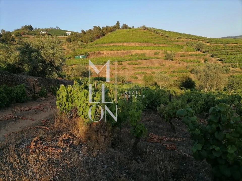 Terreno para Venda em Vilar de Maçada Foto 10