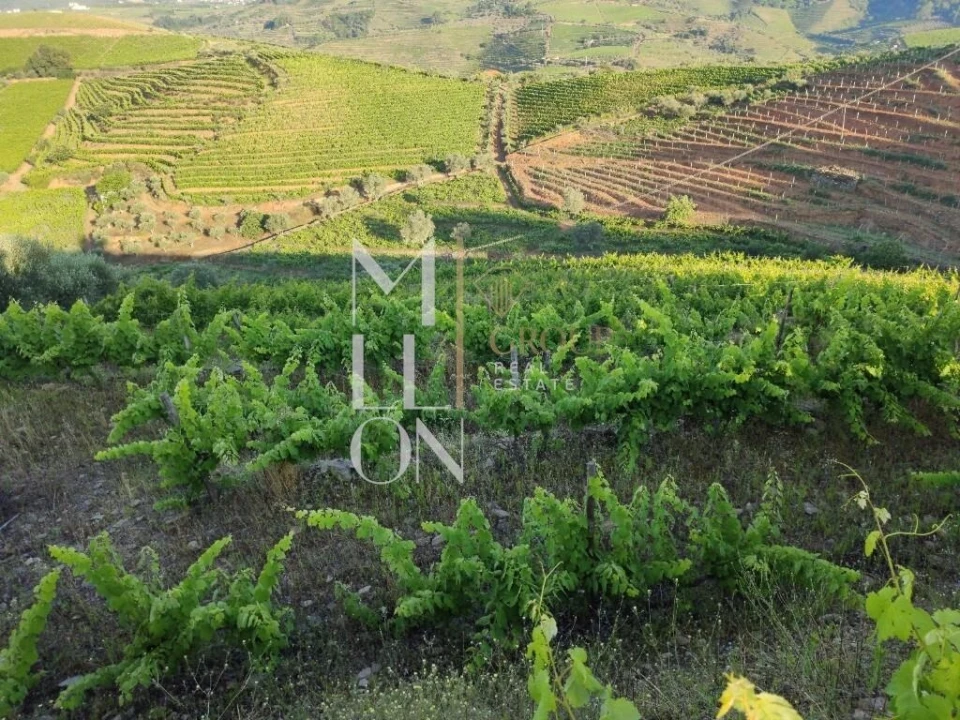 Terreno para Venda em Vilar de Maçada Foto 2