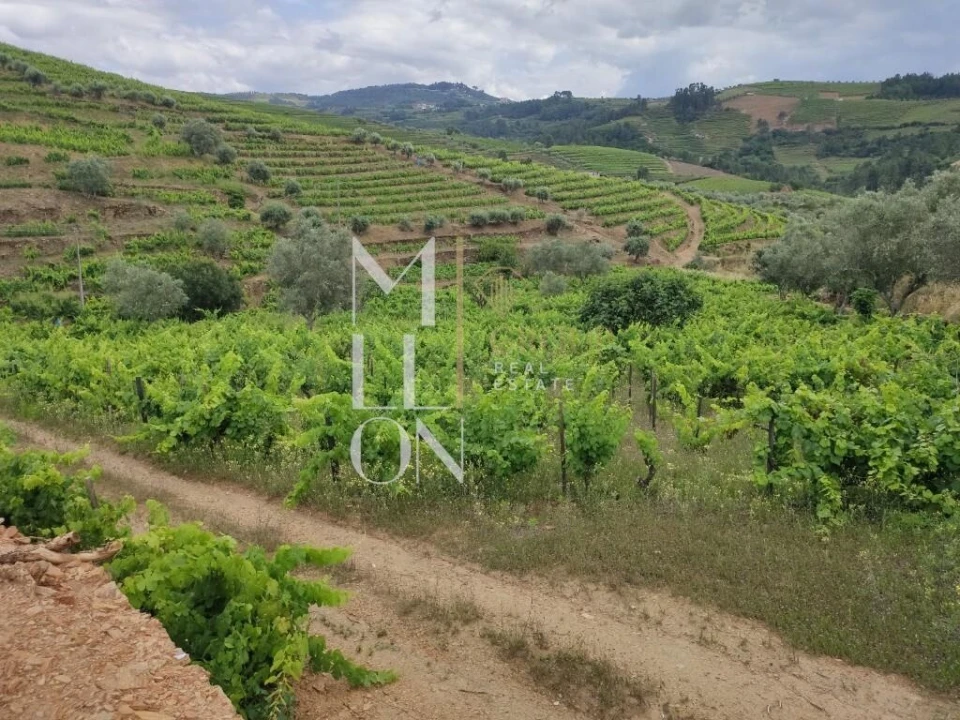 Terreno para Venda em Vilar de Maçada Foto 4