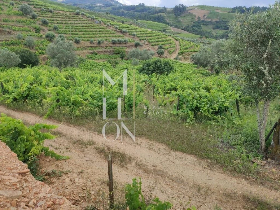 Terreno para Venda em Vilar de Maçada Foto 7