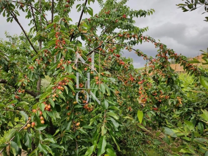 Terreno para Venda em Vilar de Maçada Foto 13