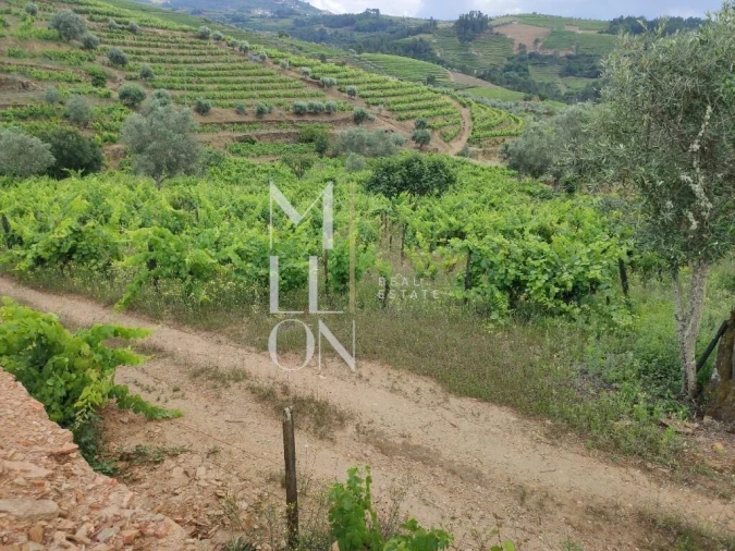 Terreno para Venda em Vilar de Maçada Foto 7