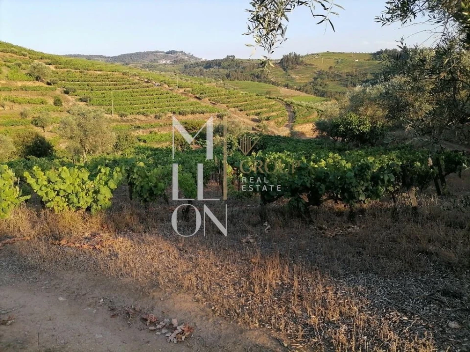 Terreno para Venda em Vilar de Maçada Foto 15