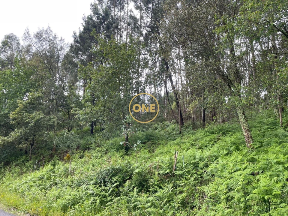 Terreno para Venda em Pico de Regalados, Gondiães e Mós Foto 3