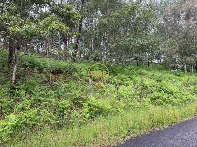 Terreno para Venda em Pico de Regalados, Gondiães e Mós Foto 7