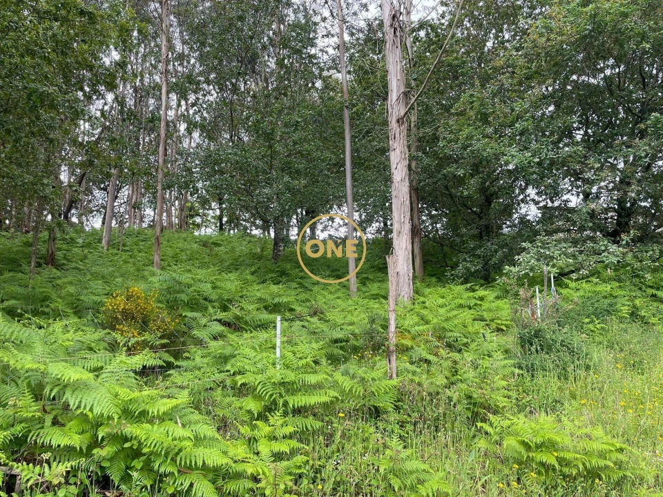 Terreno para Venda em Pico de Regalados, Gondiães e Mós Foto 4