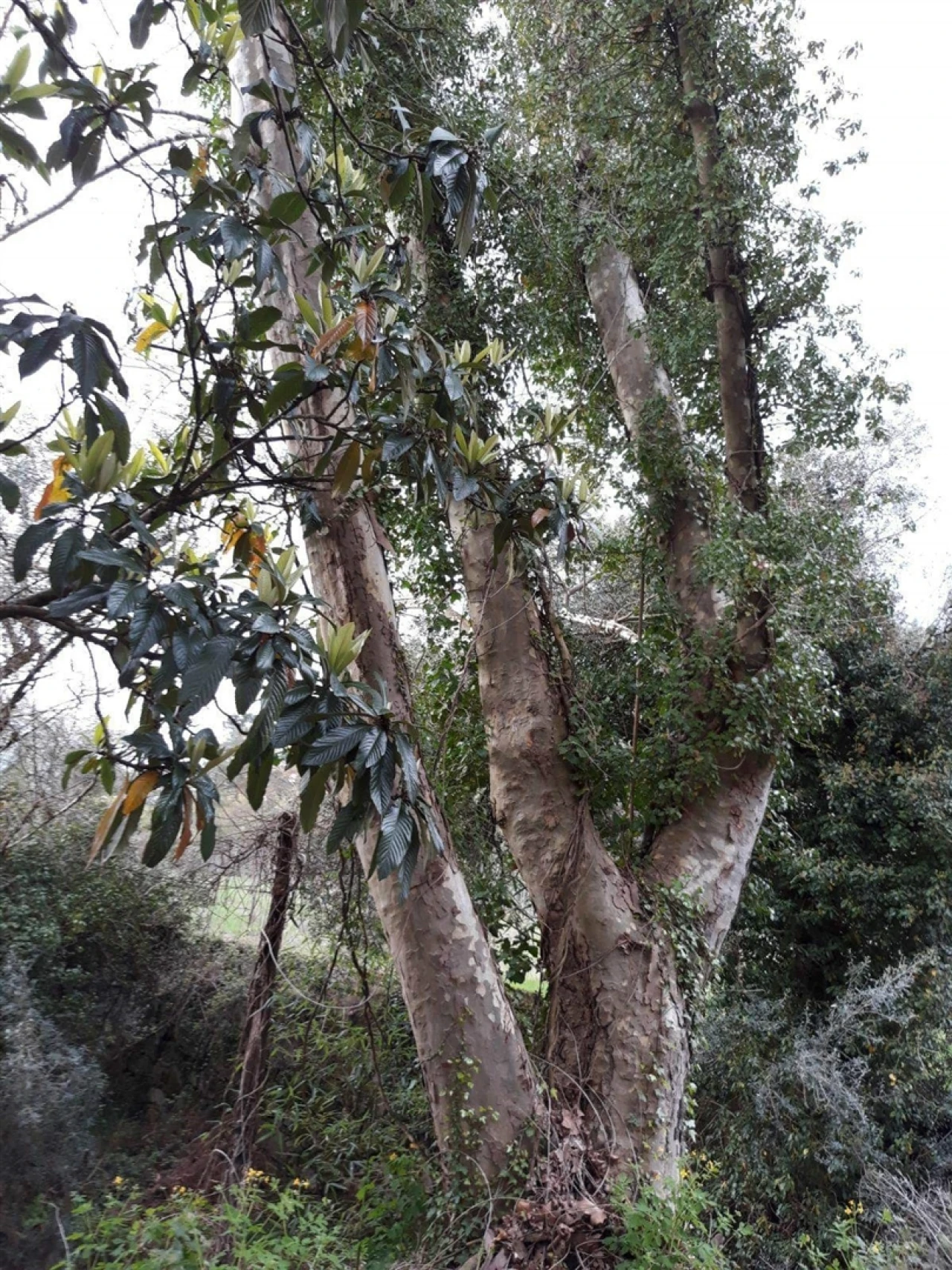 Quinta T2 para Venda em Mondim de Basto Foto 14