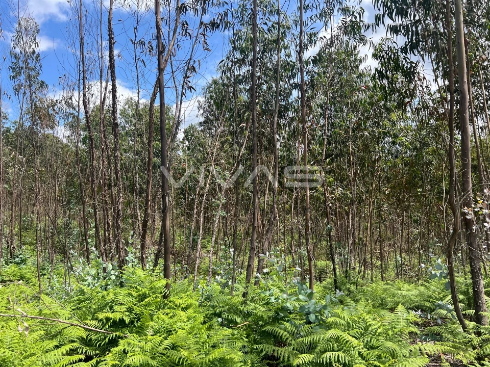 Terreno para Venda em Arnoia Foto 8