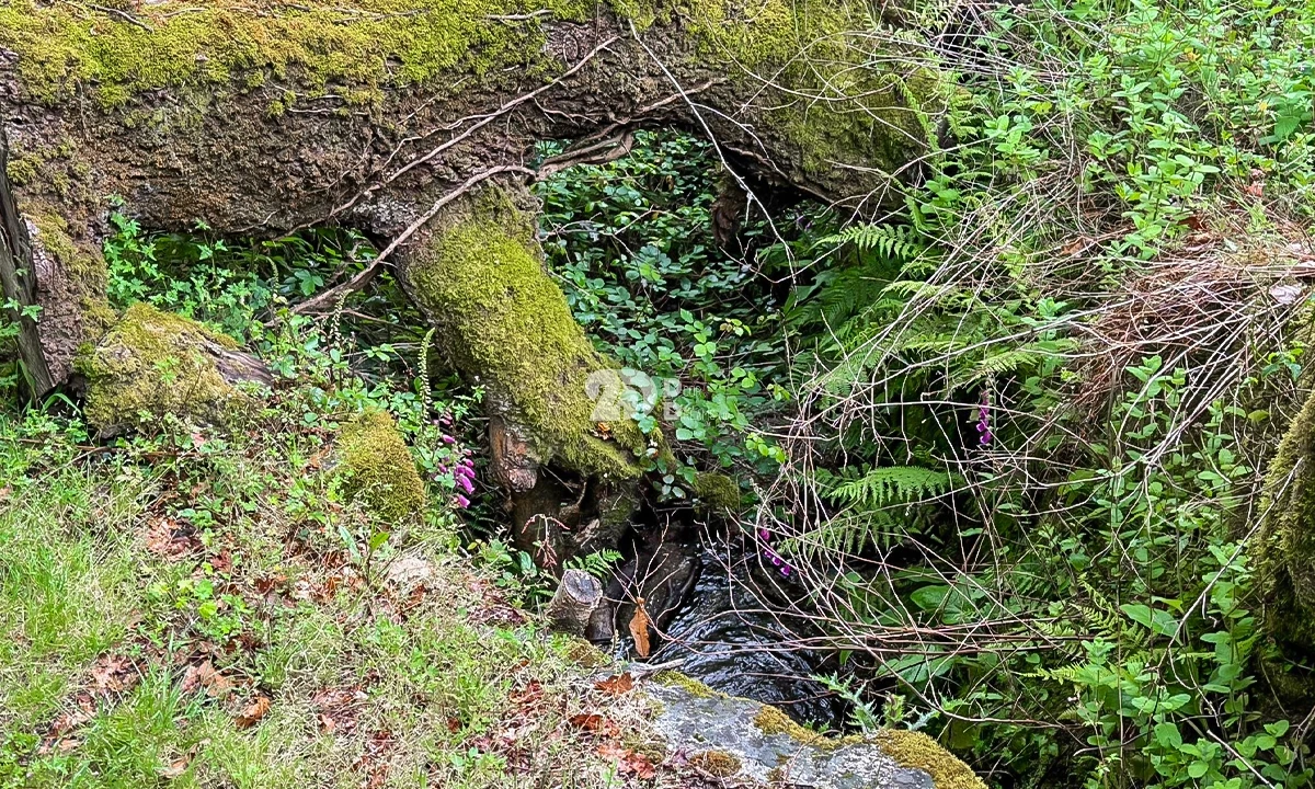 Terreno Agricola ou Rústico para Venda em Grade e Carralcova Foto 7