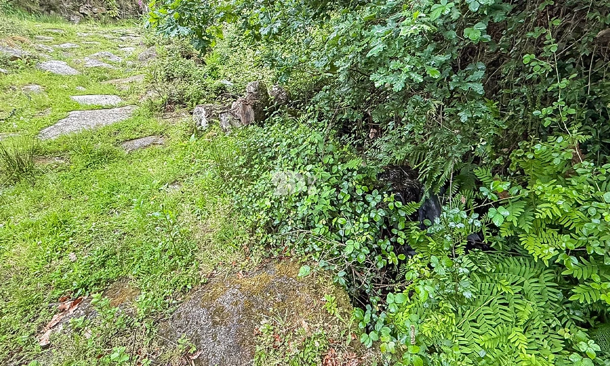 Terreno Agricola ou Rústico para Venda em Grade e Carralcova Foto 4