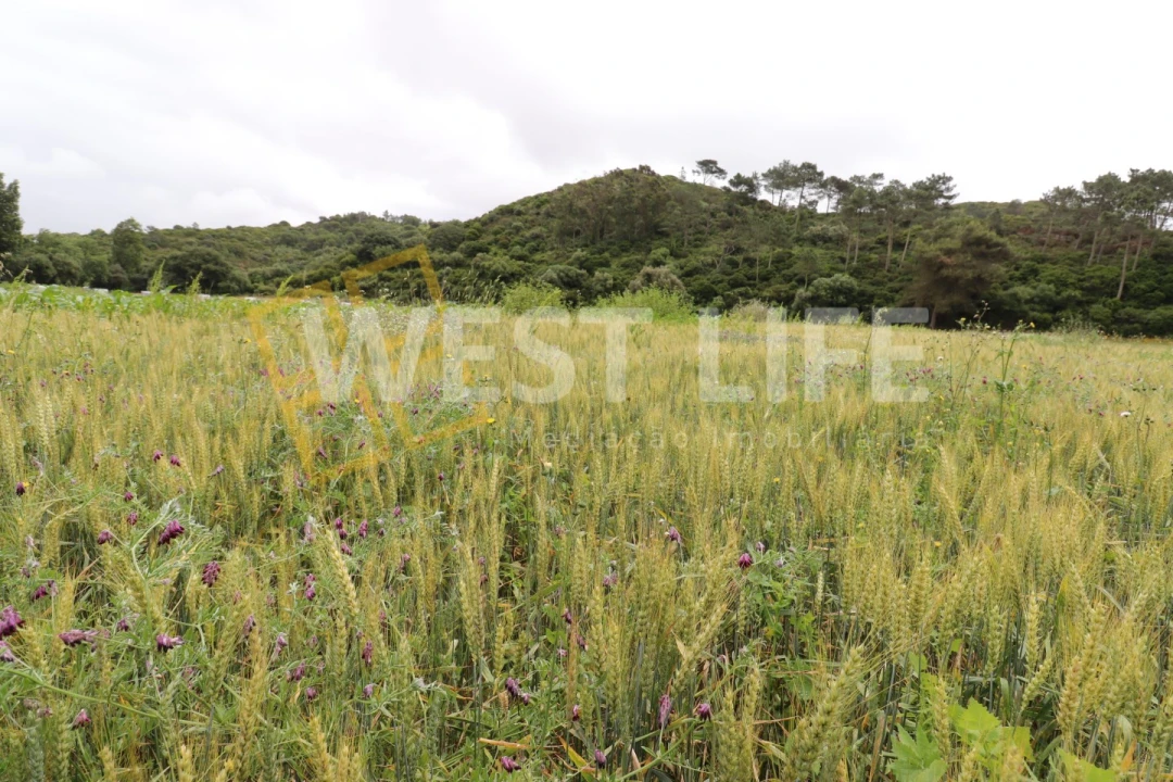 Terreno Agricola ou Rústico para Venda em Ericeira Foto 5