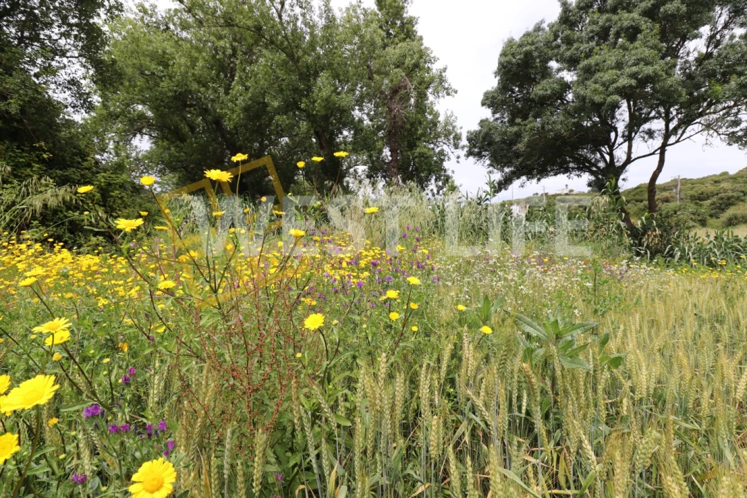 Terreno Agricola ou Rústico para Venda em Ericeira Foto 8