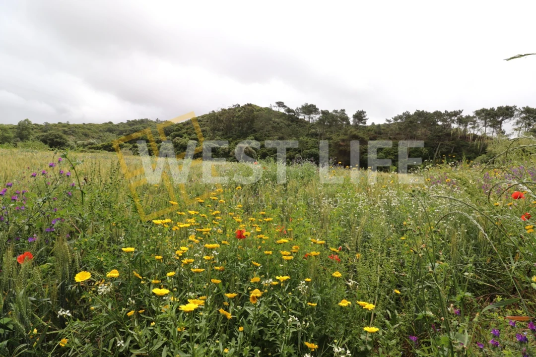 Terreno Agricola ou Rústico para Venda em Ericeira Foto 12