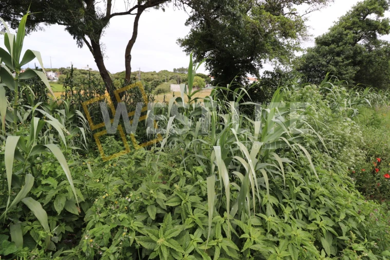 Terreno Agricola ou Rústico para Venda em Ericeira Foto 9