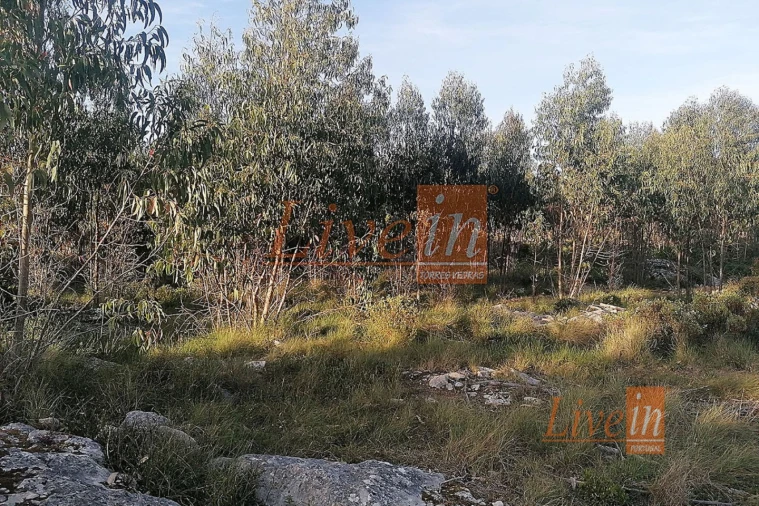 Terreno Agricola ou Rústico para Venda em São Bartolomeu dos Galegos e Moledo Foto 6