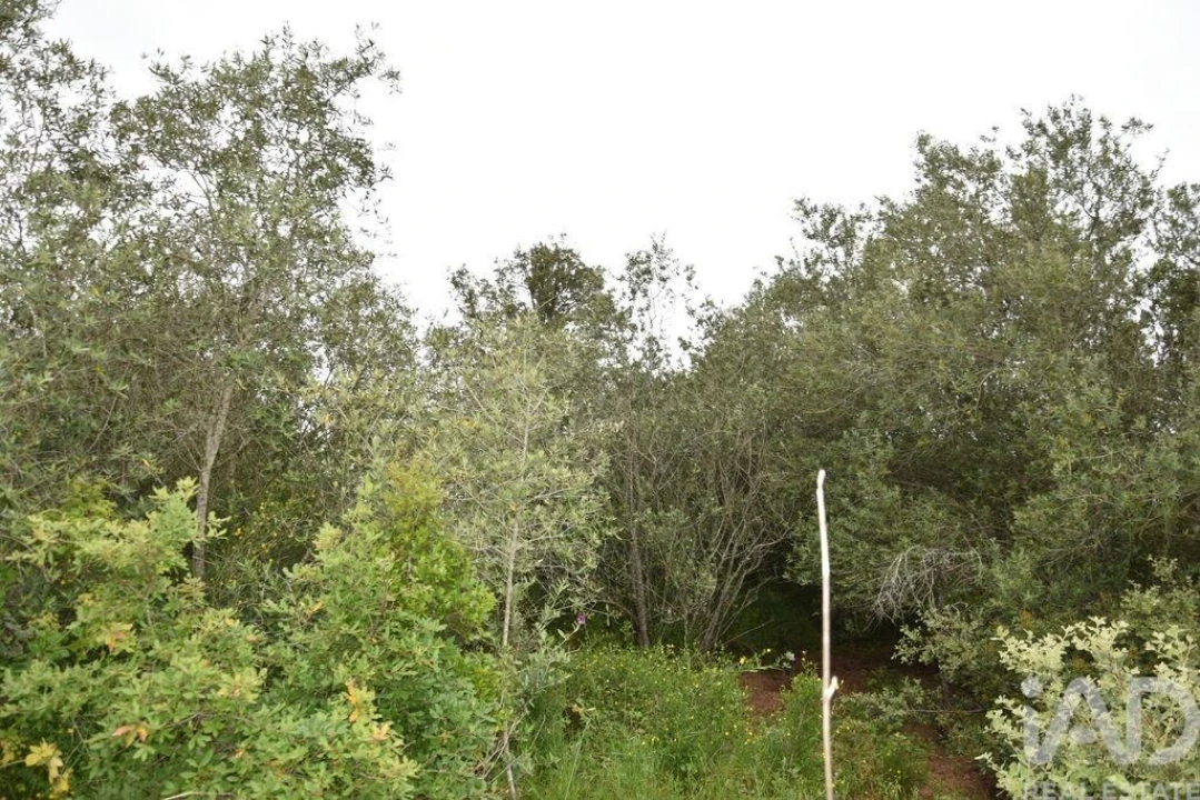 Terreno para Venda em Chãos Foto 20