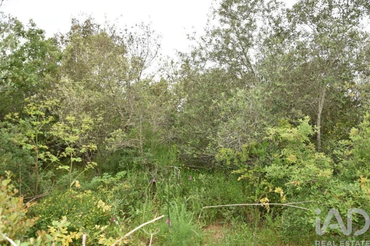 Terreno para Venda em Chãos Foto 18