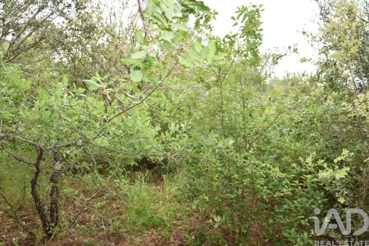 Terreno para Venda em Chãos Foto 22