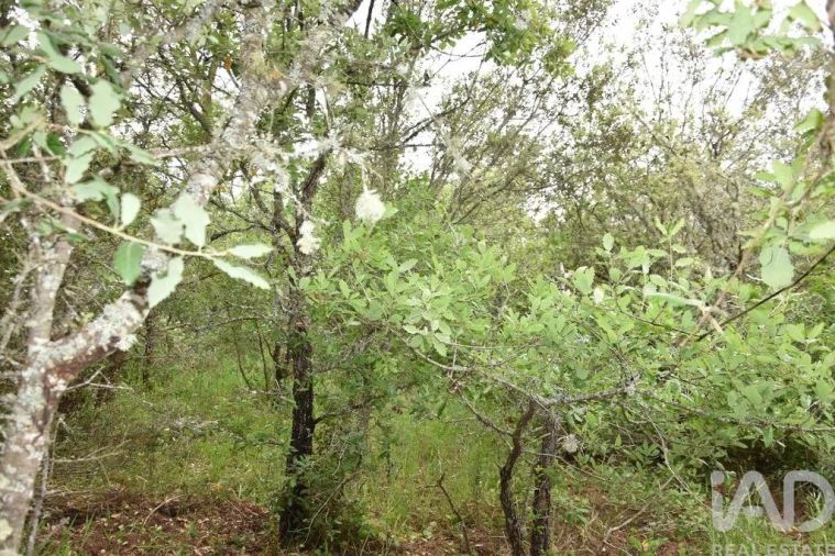 Terreno para Venda em Chãos Foto 21