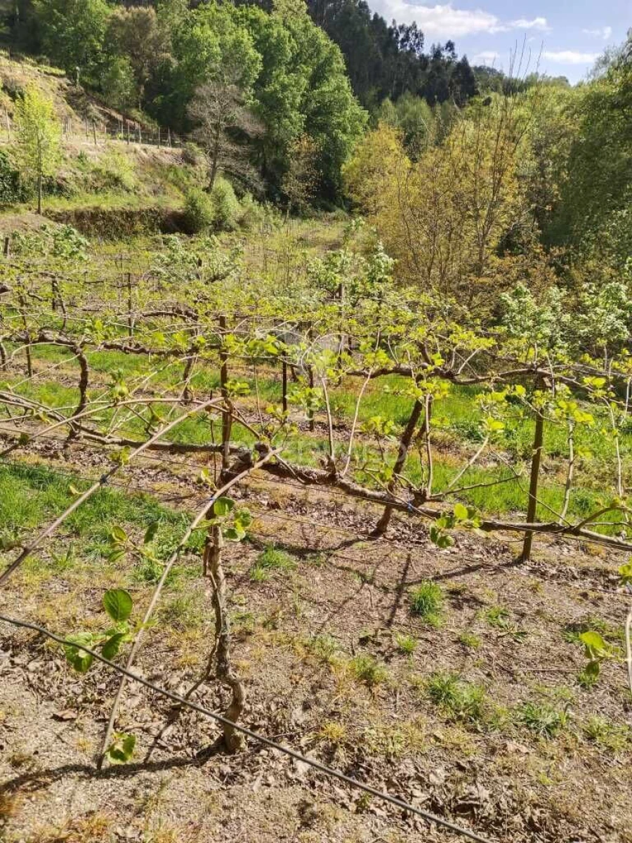 Terreno para Venda em Jugueiros