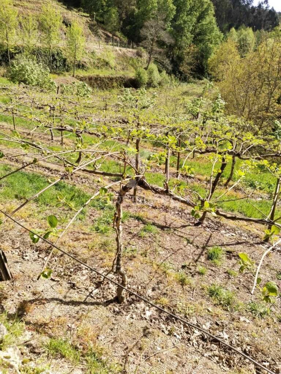 Terreno para Venda em Jugueiros Foto 2