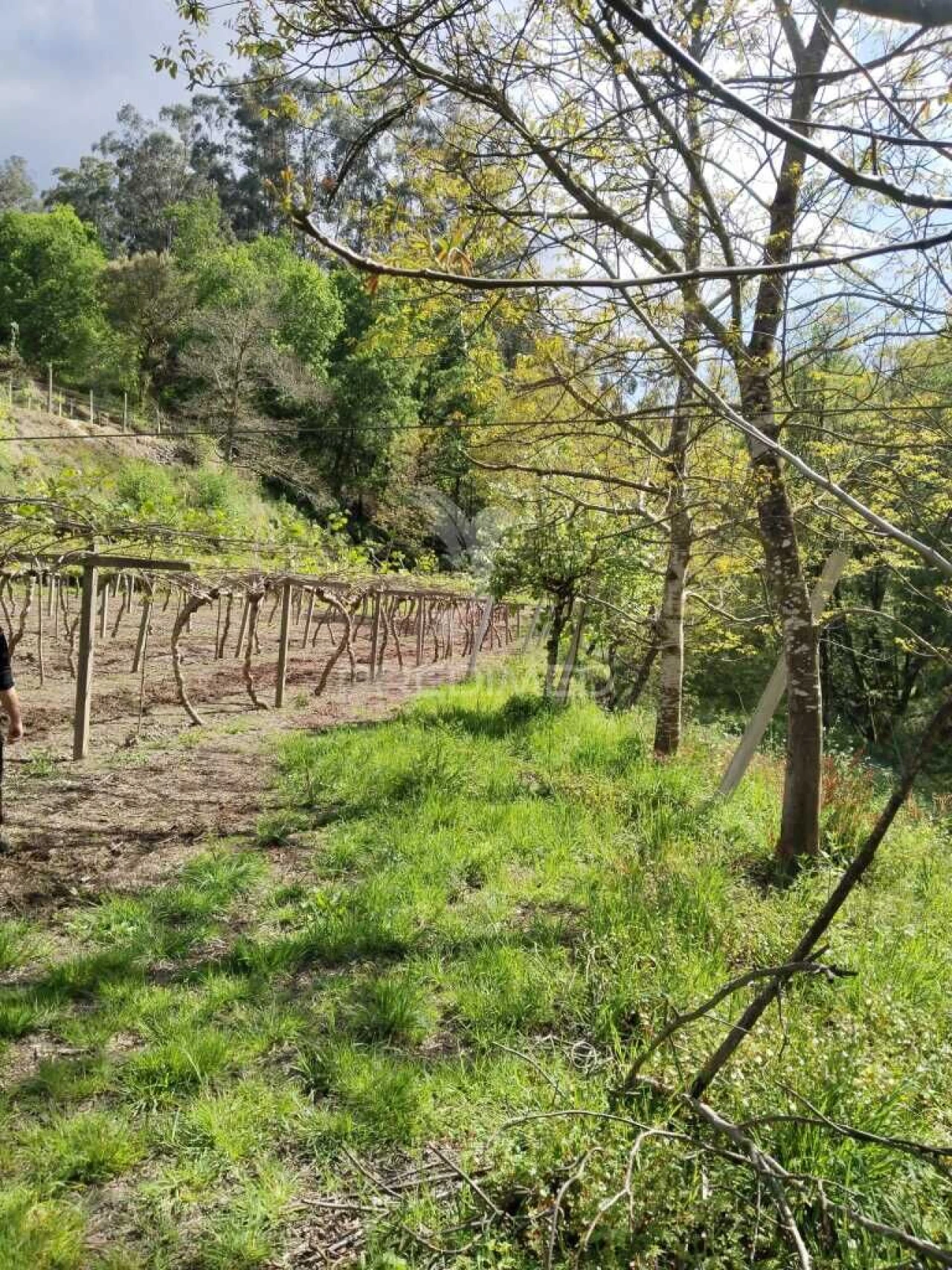 Terreno para Venda em Jugueiros Foto 5