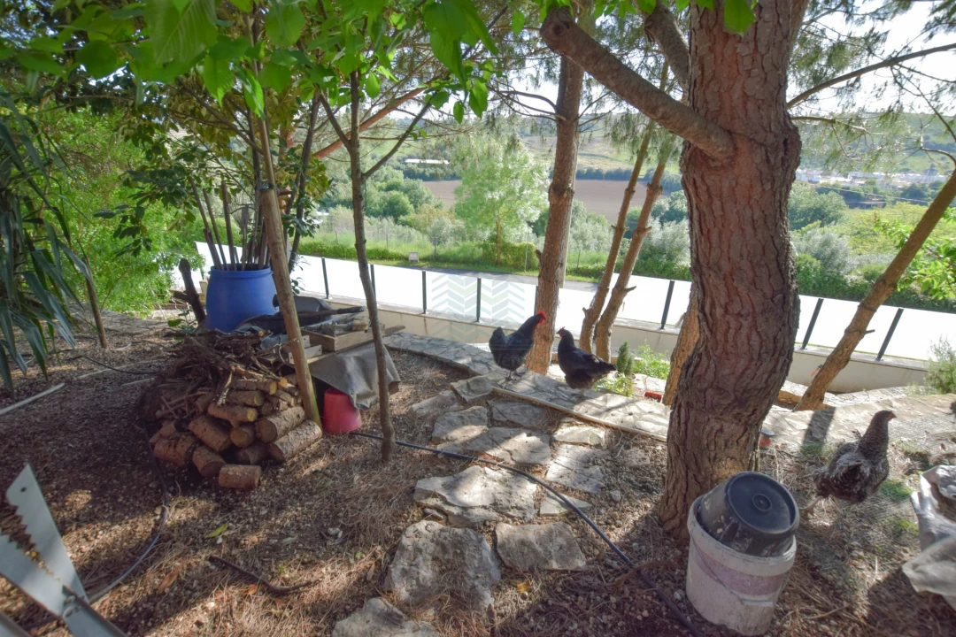 Moradia T3 para Venda em Torres Novas (São Pedro), Lapas e Ribeira Branca Foto 79