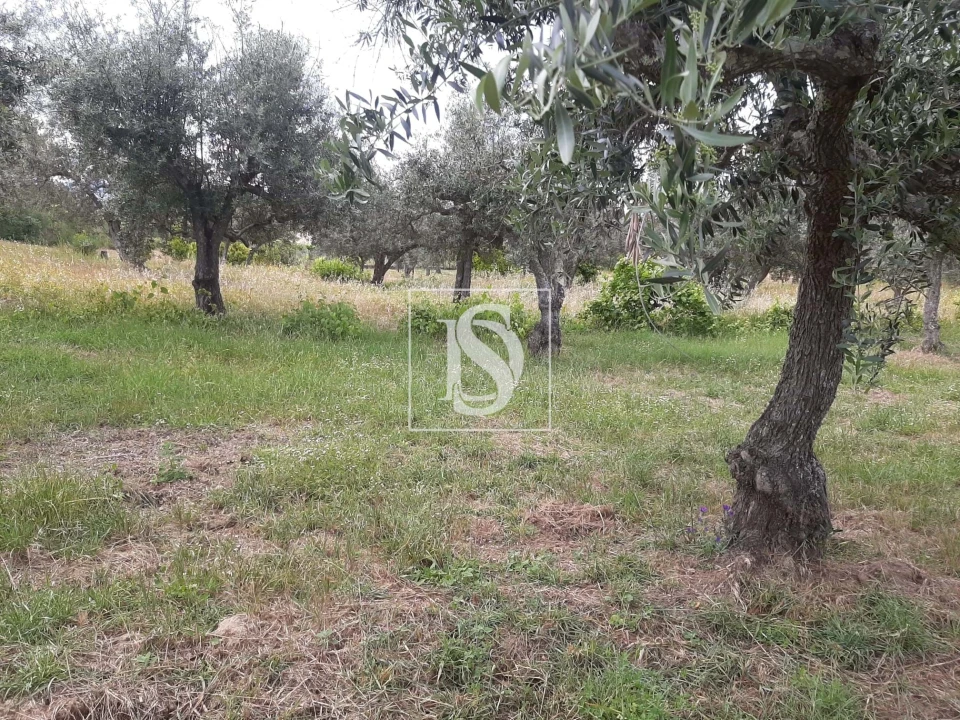 Terreno para Venda em Sarzedas Foto 24