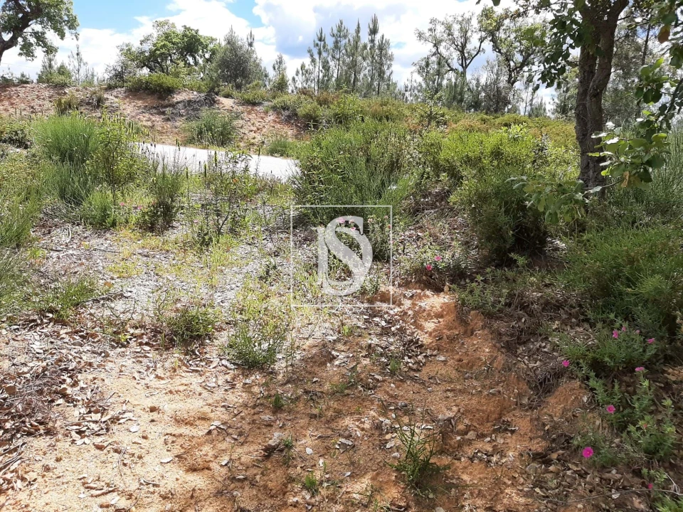 Terreno para Venda em Sarzedas Foto 34