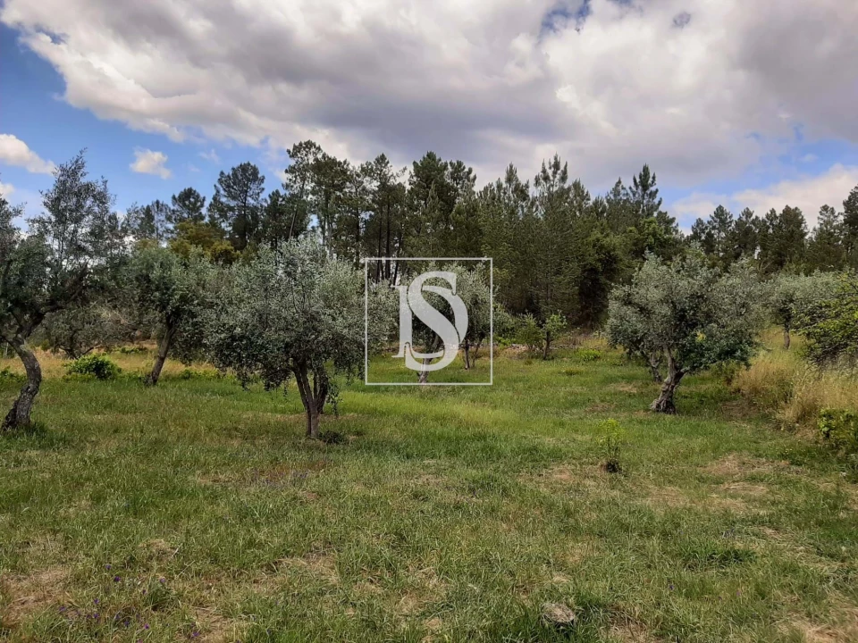 Terreno para Venda em Sarzedas Foto 26