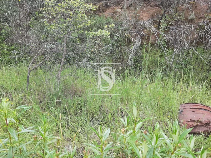 Terreno para Venda em Sarzedas Foto 27
