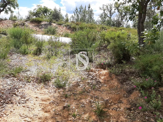 Terreno para Venda em Sarzedas Foto 34