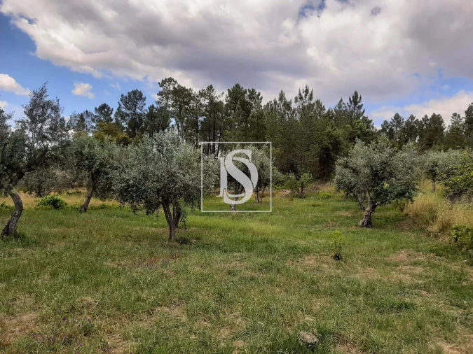 Terreno para Venda em Sarzedas Foto 26