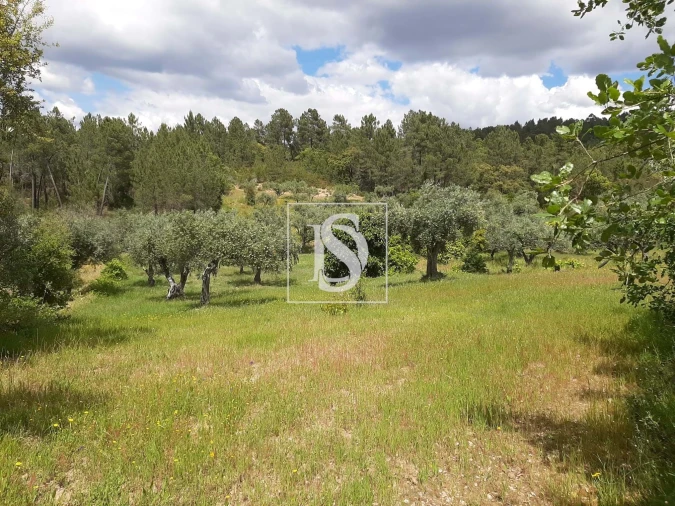 Terreno para Venda em Sarzedas Foto 25