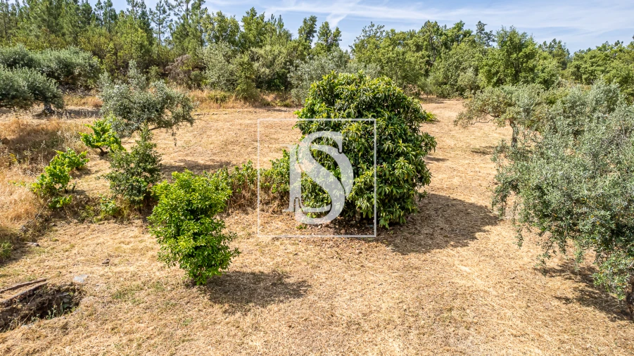 Terreno para Venda em Sarzedas Foto 23