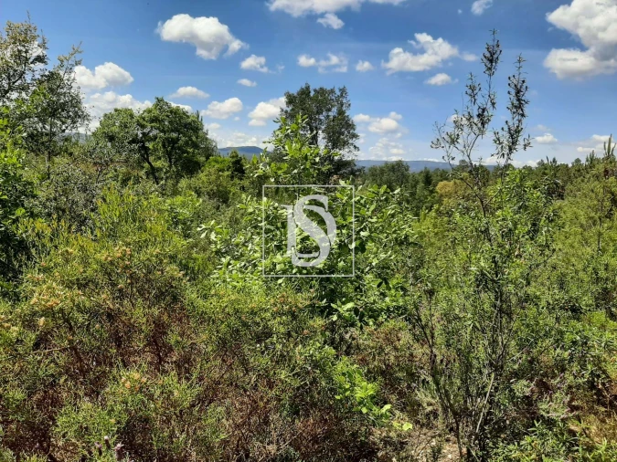 Terreno para Venda em Sarzedas Foto 32